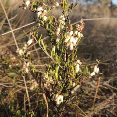 Cryptandra amara (Bitter Cryptandra) at Conder, ACT - 17 Sep 2023 by MichaelBedingfield