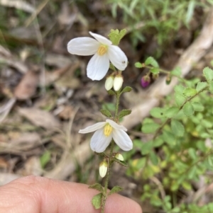 Tetratheca labillardierei at suppressed - 9 Sep 2023