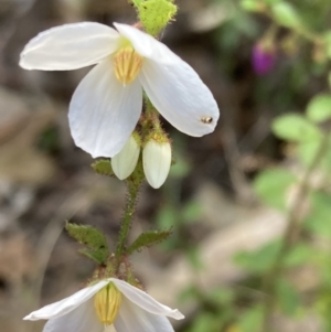 Tetratheca labillardierei at suppressed - suppressed