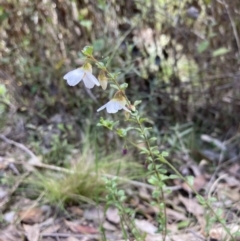 Tetratheca labillardierei at suppressed - 9 Sep 2023