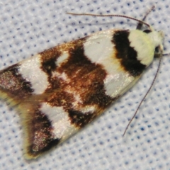 Catacometes phanozona (A Concealer moth) at Sheldon, QLD - 10 Aug 2007 by PJH123