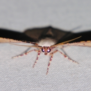 Cernia amyclaria at Sheldon, QLD - suppressed