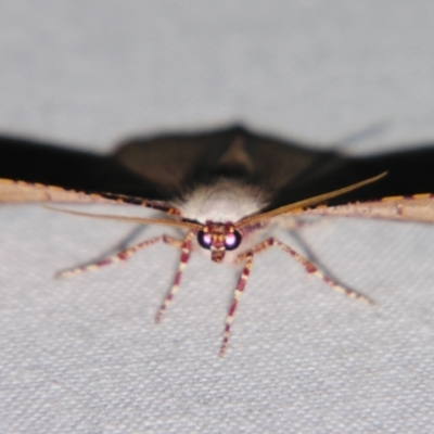 Cernia amyclaria (Cernia amyclaria) at Sheldon, QLD - 10 Aug 2007 by PJH123