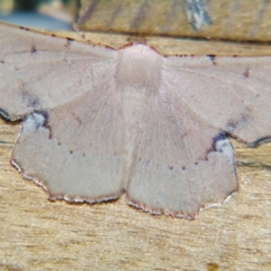 Cernia amyclaria at Sheldon, QLD - suppressed