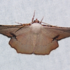 Cernia amyclaria at Sheldon, QLD - suppressed
