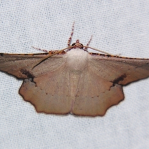 Cernia amyclaria at Sheldon, QLD - suppressed