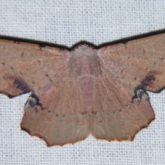 Cernia amyclaria at Sheldon, QLD - suppressed