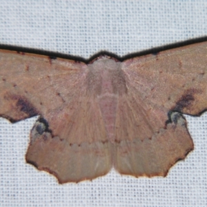 Cernia amyclaria at Sheldon, QLD - suppressed