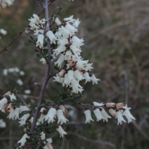 Cryptandra amara at Conder, ACT - 17 Sep 2023