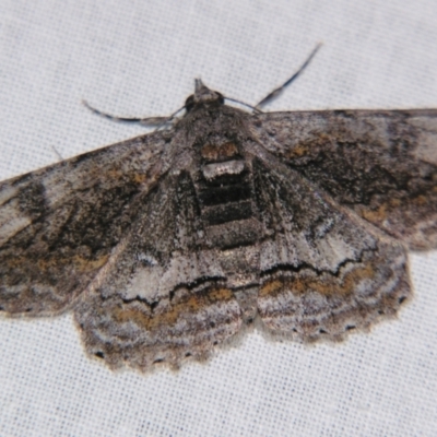 Cleora displicata (A Cleora Bark Moth) at Sheldon, QLD - 10 Aug 2007 by PJH123