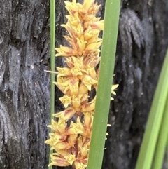 Lomandra longifolia (Spiny-headed Mat-rush, Honey Reed) at Mallacoota, VIC - 9 Sep 2023 by AnneG1