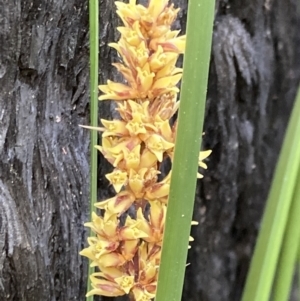 Lomandra longifolia at Mallacoota, VIC - 9 Sep 2023 01:02 PM