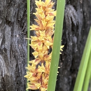 Lomandra longifolia (Spiny-headed Mat-rush, Honey Reed) at Mallacoota, VIC by AnneG1