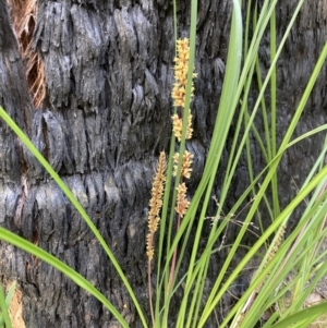 Lomandra longifolia at Mallacoota, VIC - 9 Sep 2023