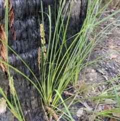 Lomandra longifolia at Mallacoota, VIC - 9 Sep 2023 01:02 PM