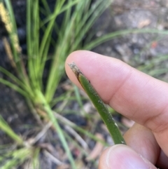 Lomandra longifolia at Mallacoota, VIC - 9 Sep 2023 01:02 PM