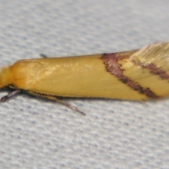 Coeranica isabella (A Concealer moth (Wingia group)) at Sheldon, QLD - 10 Aug 2007 by PJH123