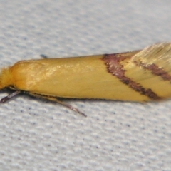 Coeranica isabella (A Concealer moth) at Sheldon, QLD - 10 Aug 2007 by PJH123