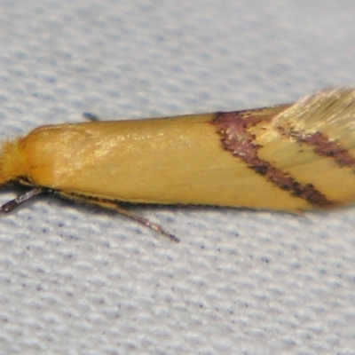 Coeranica isabella (A Concealer moth (Wingia group)) at Sheldon, QLD - 10 Aug 2007 by PJH123