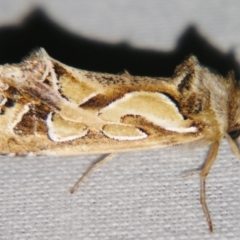 Cosmodes elegans (Green Blotched Moth) at Sheldon, QLD - 10 Aug 2007 by PJH123