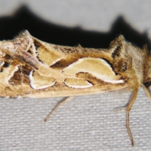 Cosmodes elegans at Sheldon, QLD - suppressed