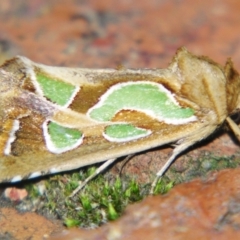 Cosmodes elegans at Sheldon, QLD - 10 Aug 2007