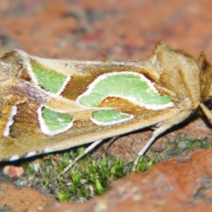 Cosmodes elegans at Sheldon, QLD - 10 Aug 2007