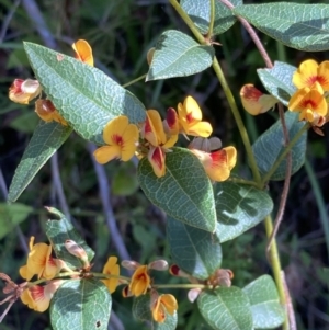 Platylobium formosum at Mallacoota, VIC - 9 Sep 2023