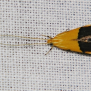 Crocanthes micradelpha at Sheldon, QLD - 10 Aug 2007