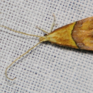 Crocanthes prasinopis at Sheldon, QLD - suppressed