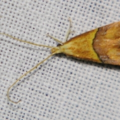 Crocanthes prasinopis (A Curved -horn moth) at Sheldon, QLD - 10 Aug 2007 by PJH123