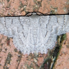 Crypsiphona ocultaria (Red-lined Looper Moth) at Sheldon, QLD - 10 Aug 2007 by PJH123