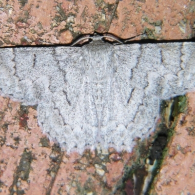 Crypsiphona ocultaria (Red-lined Looper Moth) at Sheldon, QLD - 10 Aug 2007 by PJH123