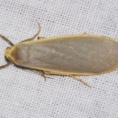 Eilema plana at Sheldon, QLD - suppressed