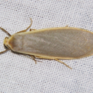 Eilema plana at Sheldon, QLD - suppressed