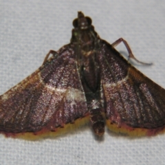 Endotricha mesenterialis (A Pyralid moth) at Sheldon, QLD - 10 Aug 2007 by PJH123
