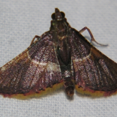 Endotricha mesenterialis (A Pyralid moth (Endotrichinae) at Sheldon, QLD - 10 Aug 2007 by PJH123