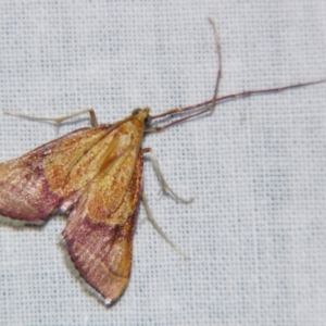 Endotricha pyrosalis at Sheldon, QLD - 10 Aug 2007