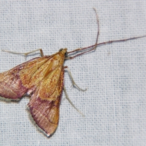 Endotricha pyrosalis at Sheldon, QLD - suppressed