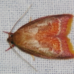 Epicurica laetiferanus at Sheldon, QLD - 10 Aug 2007 by PJH123