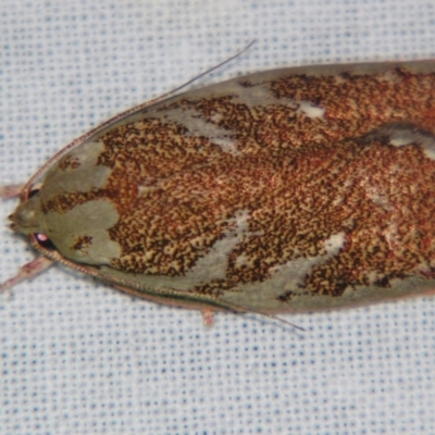 Euchaetis rhizobola (A Concealer moth) at Sheldon, QLD - 10 Aug 2007 by PJH123