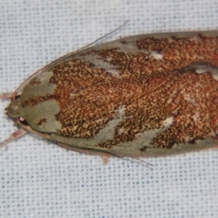 Euchaetis rhizobola (A Concealer moth) at Sheldon, QLD - 10 Aug 2007 by PJH123