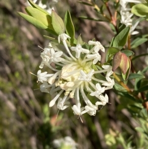 Pimelea linifolia at Beechworth, VIC - 1 Sep 2023