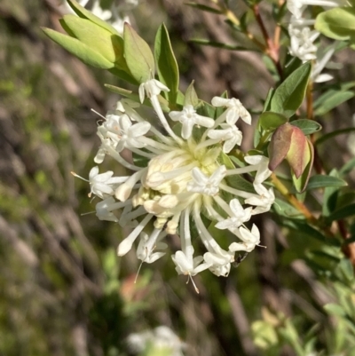 Pimelea linifolia (Slender Rice Flower) at Beechworth Historic Park - 1 Sep 2023 by AnneG1