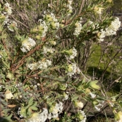 Pimelea linifolia at Beechworth, VIC - 1 Sep 2023