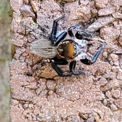 Maratus griseus (Jumping spider) at Sullivans Creek, Lyneham South - 19 Sep 2023 by trevorpreston