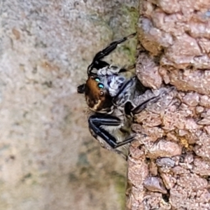 Maratus griseus at Lyneham, ACT - 19 Sep 2023