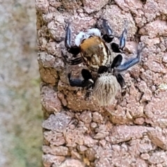 Maratus griseus at Lyneham, ACT - 19 Sep 2023