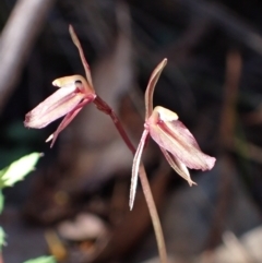 Cyrtostylis reniformis (Common Gnat Orchid) at Beechworth Historic Park - 1 Sep 2023 by AnneG1