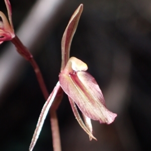 Cyrtostylis reniformis at suppressed - 1 Sep 2023